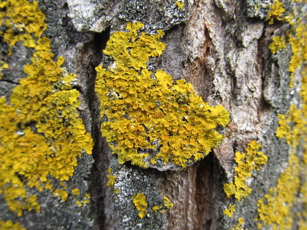 Plants on the crust of a tree. Parasite plants.Fungus on the bark of trees.The bark of old trees. Wood fungus. - Photo, Image