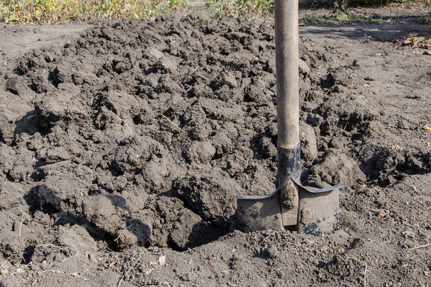 Schaufel. Gärtner gräbt Erde für Pflanzen und Kartoffeln - Foto, Bild