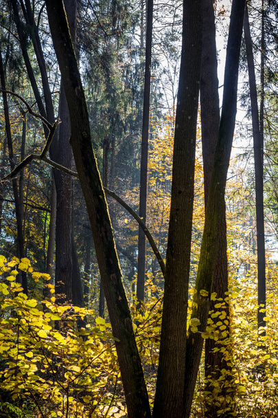 Foresta mista scura con bella luce solare
 - Foto, immagini