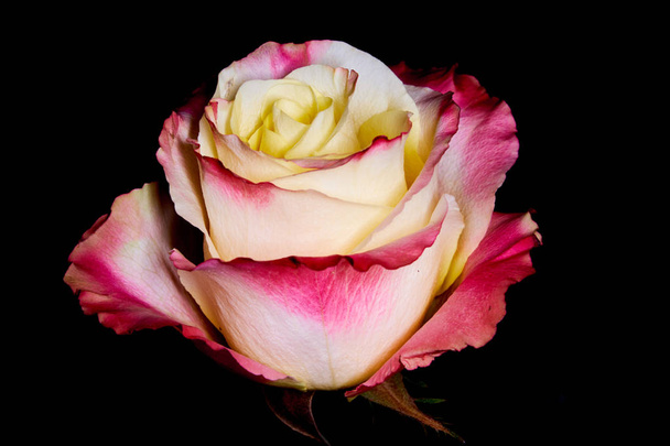Kolor bordowy i żółte Róża Kwiat na białym na czarnym tle - Zdjęcie, obraz