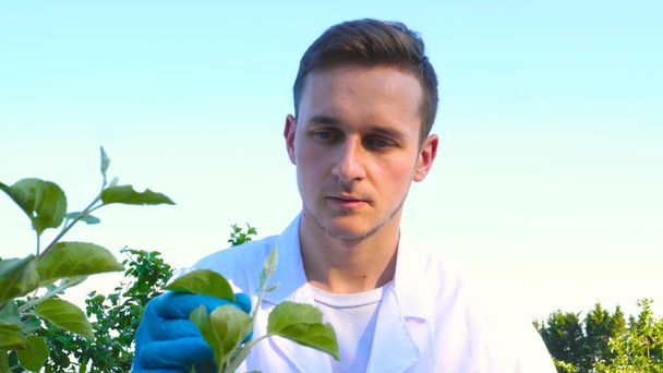 A young handsome (male) biologist or agronomist, takes analyzes of moisture leaves, dna, pipette, in a white coat, goggles, blue rubber gloves, walks across the apple tree. - Photo, Image
