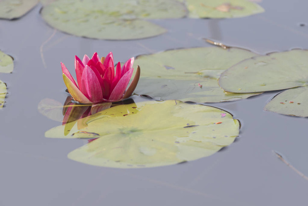Růžová leknín v rybníku - Fotografie, Obrázek