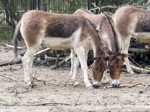 Kiang, Equus hemionus holdereri, a group of rare Asian donkeys - Photo, Image