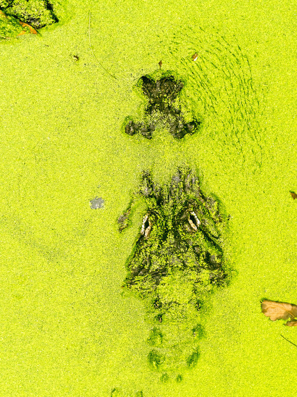 Americký aligátor, Alligator mississippiensis, jen část hlavy se vynoří z vodních rostlin - Fotografie, Obrázek