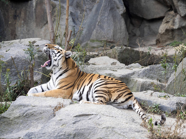 Amur Tiger, Panthera tigris altaica, acostado sobre bostezos de piedra
 - Foto, Imagen