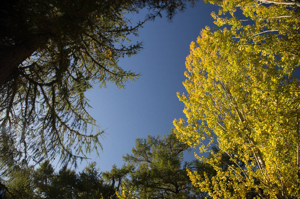 Árboles surtidos contra un cielo otoñal azul claro
 - Foto, Imagen