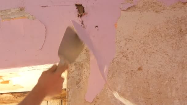 Vetchý růžové tapety na zeď, domácí opravy. Muž loupání starých tapet s speciální špachtle. - Záběry, video