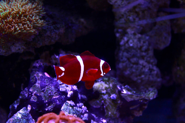 Goldflake Maroon Clownfish - Premnas biaculeatus - Фото, зображення