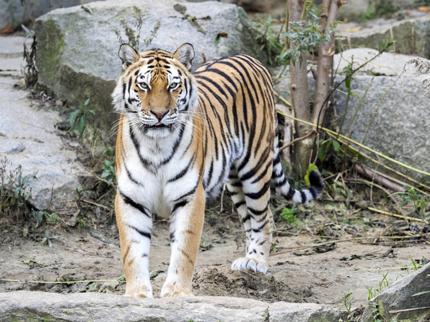 Amur Tiger, Panthera tigris altaica, lame en un hábitat pedregoso
 - Foto, imagen