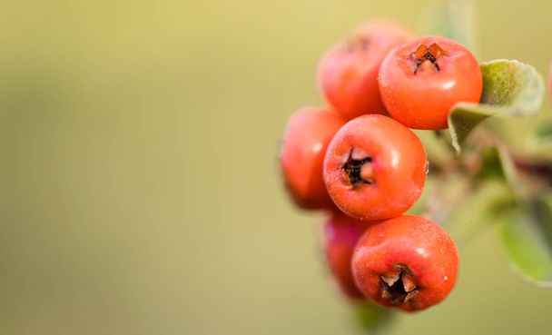 Κόκκινα φθινοπωρινά μούρα από κόκκινο Firethorn. Φθινόπωρο όμορφο φόντο - Φωτογραφία, εικόνα