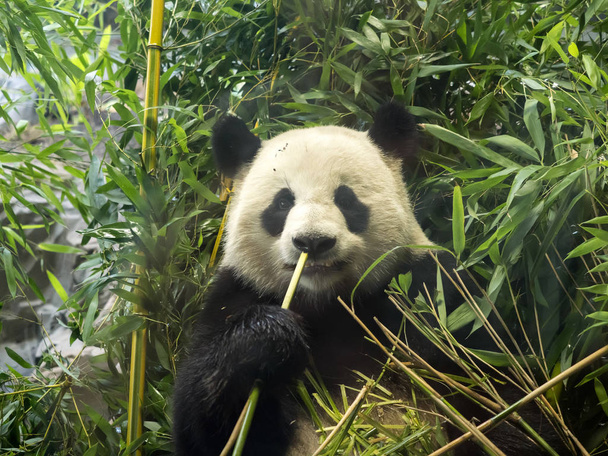 Giant Panda, Ailuropoda melanoleuca fed bamboo - Photo, Image