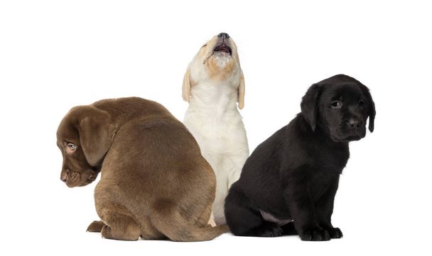Labrador kiskutya ül, Labrador Vizsla kiskutya ül, fehér háttér előtt - Fotó, kép