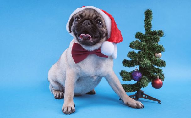 Puppy breed pug, dog in a cap like Santa Claus. Puppy isolated on blue background. Happy Christmas and new year concept. - Фото, изображение