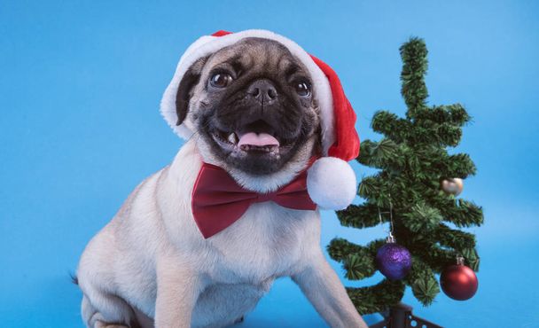 Puppy breed pug, dog in a cap like Santa Claus. Puppy isolated on blue background. Happy Christmas and new year concept. - Foto, Imagen