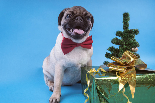 Puppy of breed a pug, in the run up to Christmas. Puppy isolated on blue background. Happy Christmas and new year concept. - Foto, Imagem