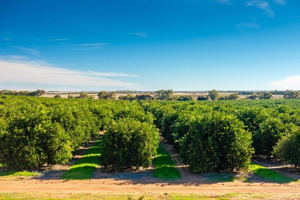 Riverland citrus orchard , South Australia - Photo, Image