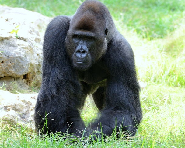 Hombre del gorila
 - Foto, imagen