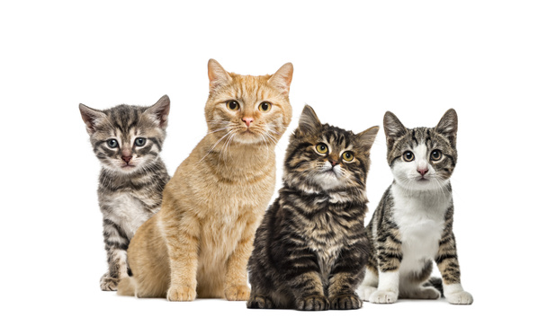 Amerikan Polydactyl yavru kedi, çizgili karışık-breed yavru kedi, beyaz arka plan önünde Avrupa kedi, yavru kedi iç kedi - Fotoğraf, Görsel