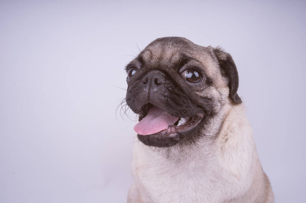 Pug puppy isolated on white background. The concept of happy dogs. With space for text - Foto, imagen