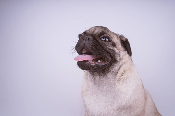 Pug puppy isolated on white background. The concept of happy dogs. With space for text - Valokuva, kuva