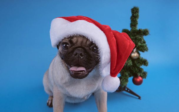 Puppy breed pug, dog in a cap like Santa Claus. Puppy isolated on blue background. Happy Christmas and new year concept. With space for text - Photo, image
