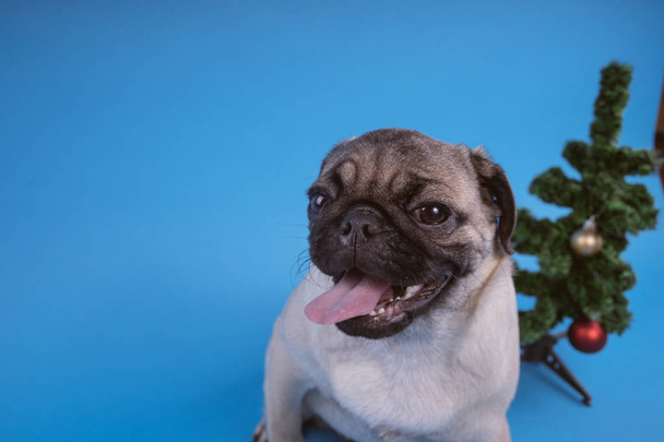 Puppy of breed a pug, in the run up to Christmas. Puppy isolated on blue background. Happy Christmas and new year concept. - Photo, image