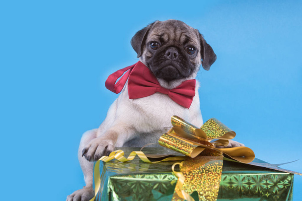 Pug puppy isolated on blue background. Happy dog concept. With space for text - Fotografie, Obrázek