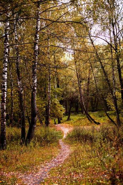 The path in the wood or park. The way to go. Autumn season. Daytime. - Fotoğraf, Görsel