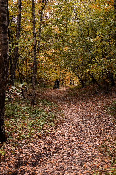 The path in the wood or park. The way to go. Autumn season. Daytime. - Foto, Imagen