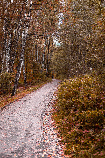 The path in the wood or park. The way to go. Autumn season. Daytime. - Foto, afbeelding