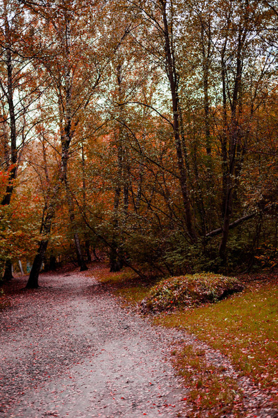 The path in the wood or park. The way to go. Autumn season. Daytime. - Zdjęcie, obraz