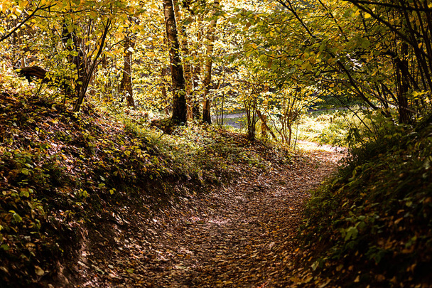 The path in the wood or park. The way to go. Autumn season. Daytime. - Fotografie, Obrázek