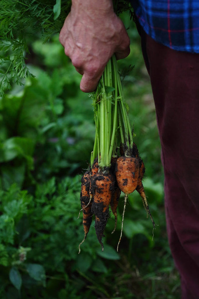 Local carrots in farmer hands - Φωτογραφία, εικόνα