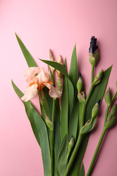 Iris blooms on pink background - Foto, immagini