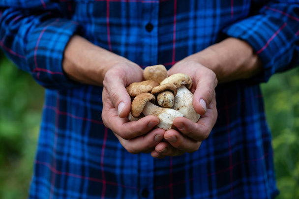Fresh Boletus mushrooms in men hands - Fotoğraf, Görsel