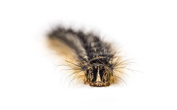 Front view of the Caterpillar of a Lymantria dispar, the gypsy moth against a white background - Photo, Image