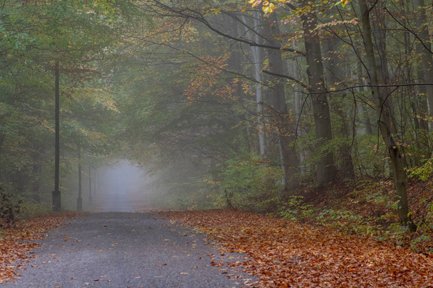 A local road in a deciduous misty forest. Branches of deciduous trees in the fog. Season of the autumn. - Photo, image