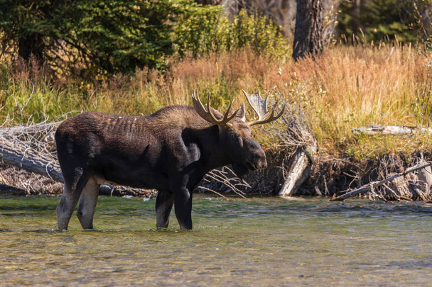 een stier shiras moose in een rivier tijdens de val sleur in wyoming - Foto, afbeelding