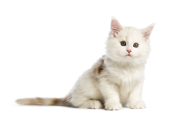 Maine gattino bozzolo, 8 settimane, davanti allo sfondo bianco
 - Foto, immagini