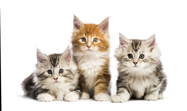 Maine coon kittens, 8 weeks old, lying together, in front of white background - Photo, Image