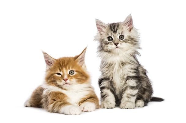 Maine coon kittens, 8 weeks old, lying together, in front of white background - Photo, Image