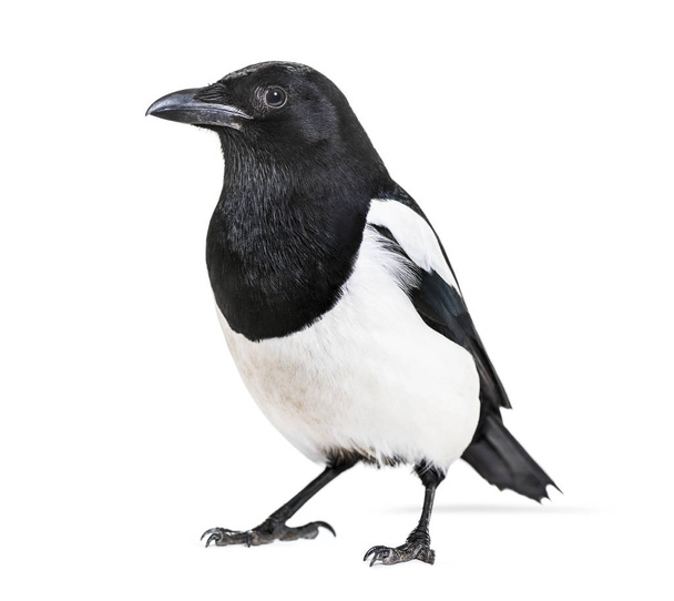 Common Magpie, Pica pica, in front of white background - Photo, Image