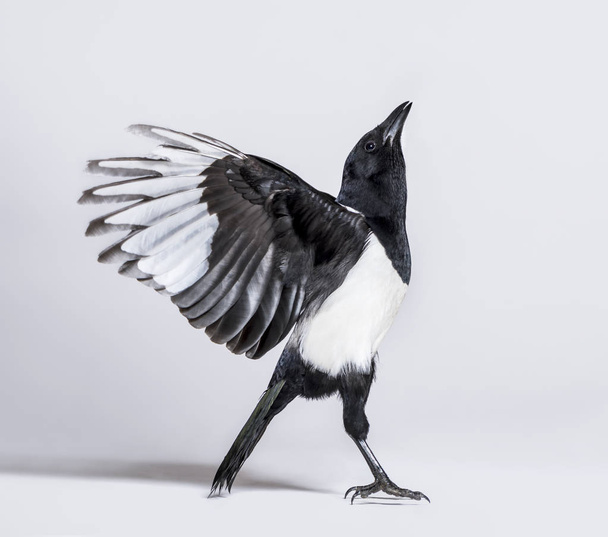 Common Magpie, Pica pica, spreading wings to take off, in front of white background - Photo, Image