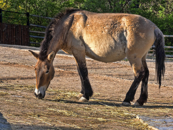 El único caballo salvaje caballo de Przewalski, Equus przewalskii
 - Foto, imagen