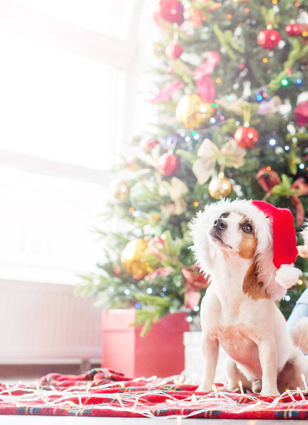 Dog near christmas tree - 写真・画像