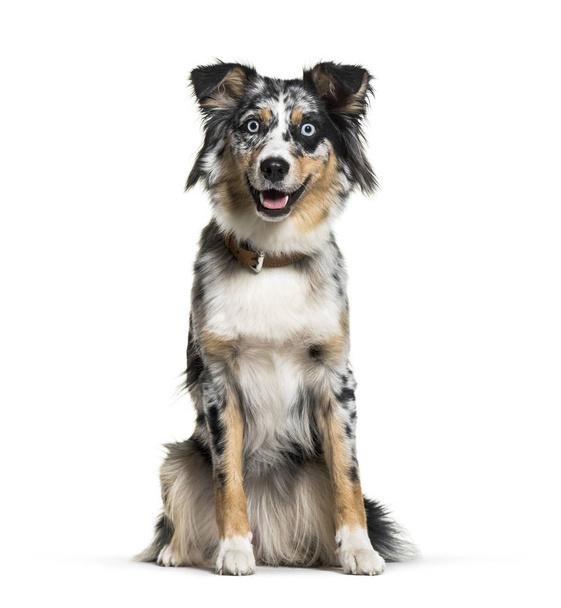 Australian Shepherd, 1 year old, in front of white background - Photo, Image