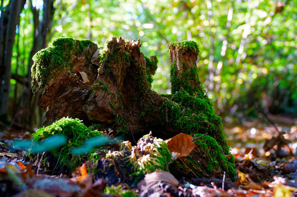 Musgo em raízes de árvore, ramo e log em uma floresta verde ou musgo em tronco de árvore. Casca de árvore com musgo verde. Foco seletivo
 - Foto, Imagem