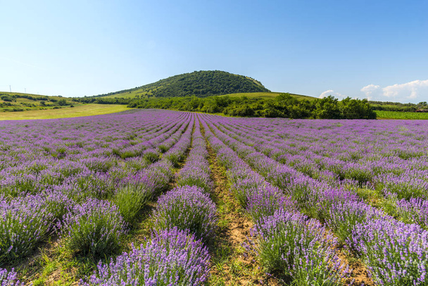 Lavendel veld van de bloemen in de zomer - Foto, afbeelding