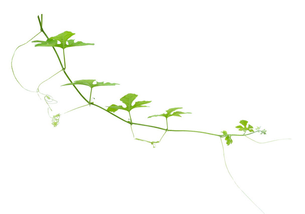 緑のツタ植物の隔離された灰色の背景、クリッピング パス - 写真・画像