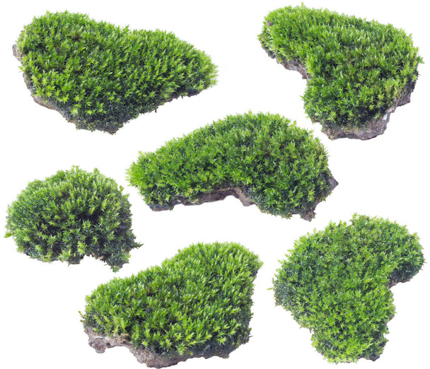Green moss isolated on white background close up.	 - Valokuva, kuva